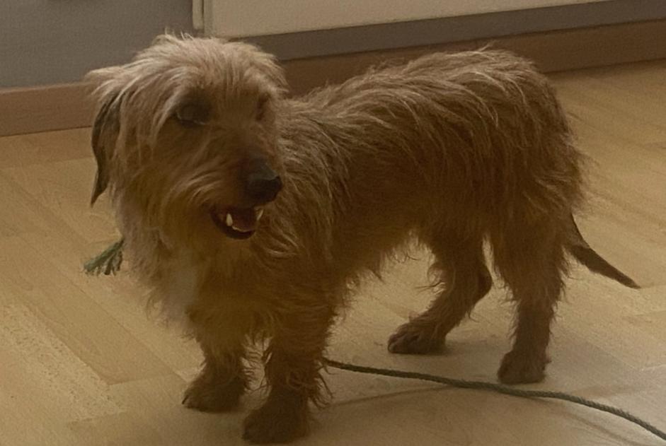 Alerte Découverte Chien Femelle Viviez France Alerte Découverte Chien Femelle Viviez France