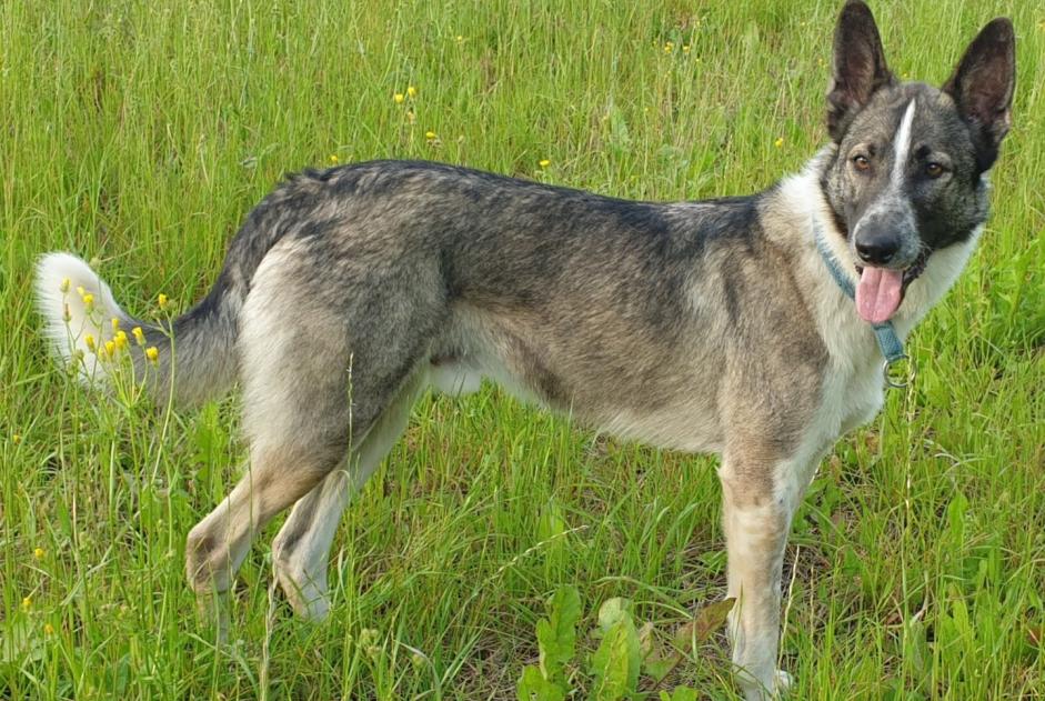 Avviso scomparsa Cane incrocio di razze Maschio , 6 anni Colombies Francia Avviso scomparsa Cane incrocio di razze Maschio , 6 anni Colombies Francia